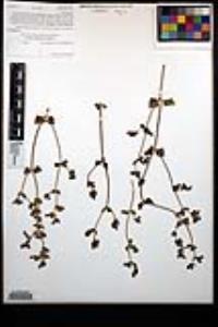 Mirabilis laevis var. crassifolia image