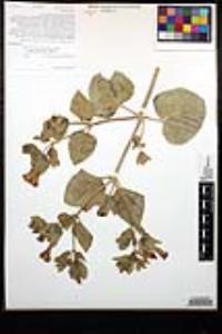 Mirabilis multiflora image