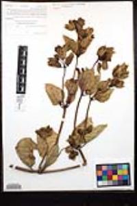 Mirabilis multiflora image