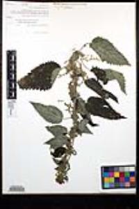 Urtica gracilis subsp. holosericea image