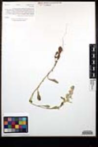 Gamochaeta pensylvanica image