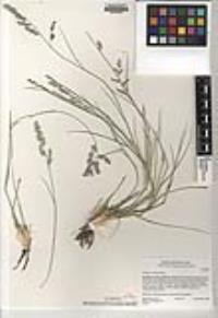 Eragrostis echinochloidea image