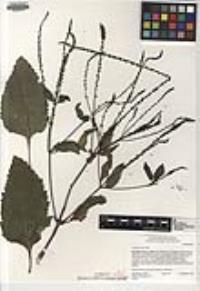 Verbena scabra image