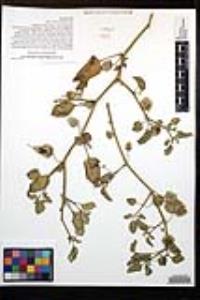 Physalis crassifolia image