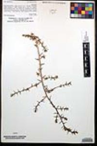 Salsola tragus image