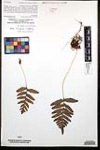 Polypodium californicum image