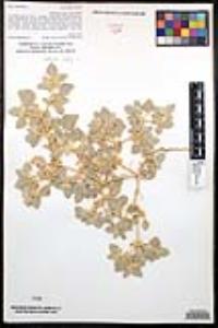 Croton setiger image