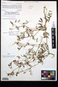 Vicia villosa subsp. varia image