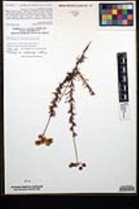 Eriogonum fasciculatum image