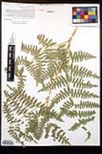 Pteridium aquilinum var. pubescens image