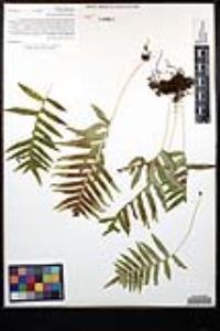 Polypodium californicum image