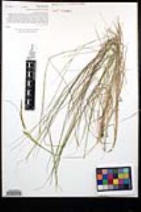 Agrostis pallens image