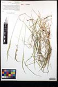 Agrostis pallens image