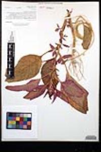 Amaranthus cruentus image