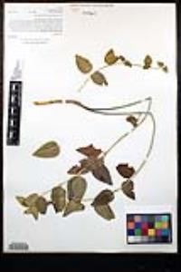Vinca major image