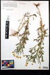 Anthemis cotula image