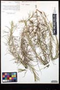Artemisia californica image