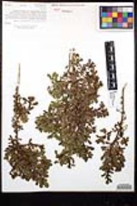 Baccharis pilularis subsp. consanguinea image