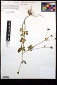 Bidens pilosa image