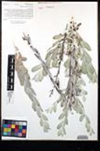 Corethrogyne filaginifolia image