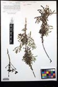 Isocoma menziesii var. vernonioides image