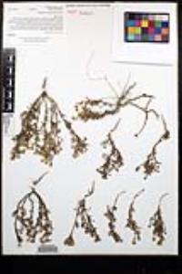 Matricaria discoidea image