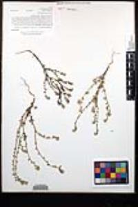 Cryptantha intermedia image