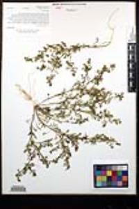 Lepidium didymum image