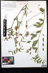 Lathyrus vestitus subsp. alefeldii image