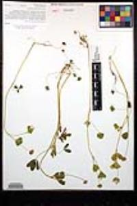 Trifolium gracilentum image