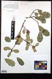 Quercus berberidifolia image