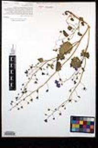 Phacelia minor image