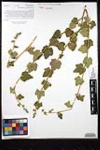 Malacothamnus fasciculatus var. fasciculatus image