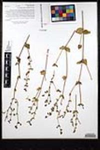 Mirabilis laevis var. crassifolia image