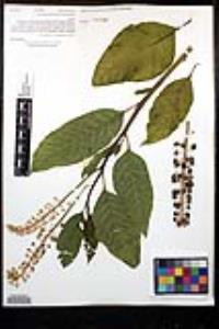 Phytolacca americana var. americana image