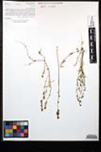 Nuttallanthus texanus image