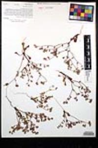 Chorizanthe fimbriata image