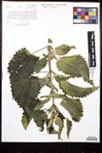 Urtica gracilis subsp. holosericea image