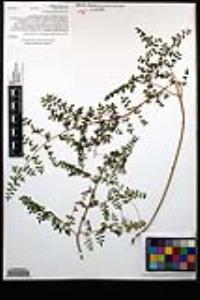 Pellaea andromedifolia var. andromedifolia image