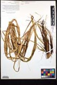 Chlorogalum pomeridianum image