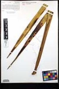 Yucca schidigera image