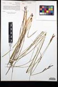 Carex triquetra image