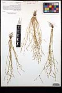 Juncus bufonius var. bufonius image