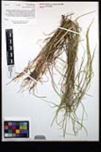 Agrostis pallens image