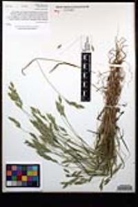 Bromus hordeaceus image