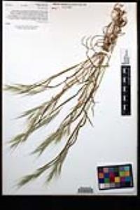 Bromus madritensis image