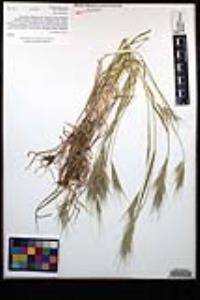 Bromus madritensis image