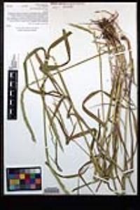 Elymus glaucus image