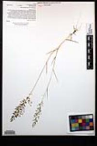 Eragrostis minor image