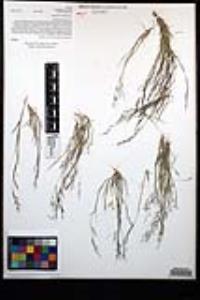 Muhlenbergia microsperma image